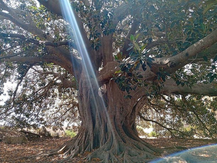 Árbol de los Mazones