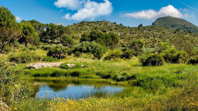 Bassa de Benirrama