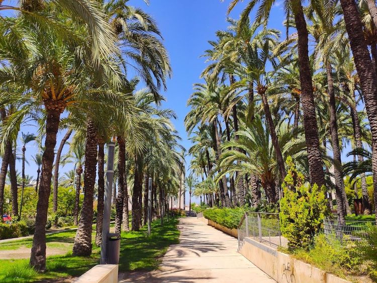 El Palmeral Park