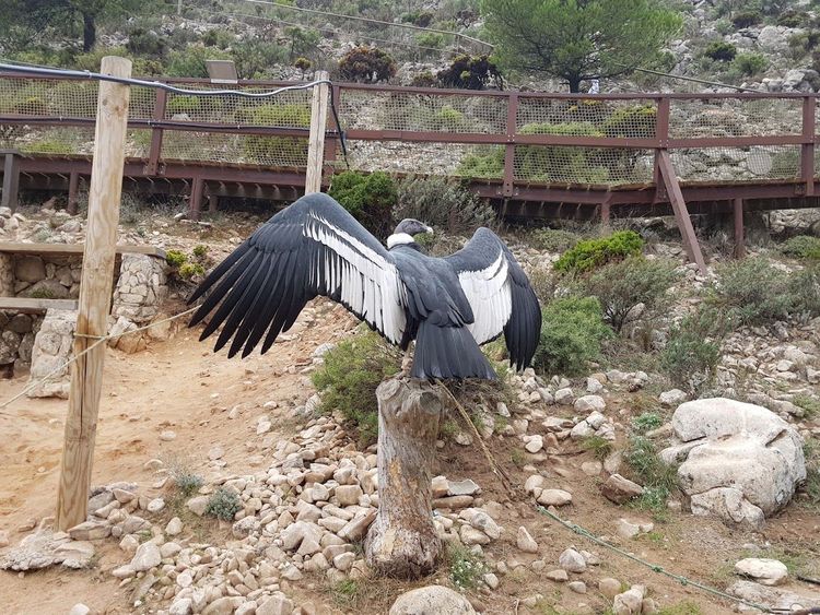 Garden Of Eagles
