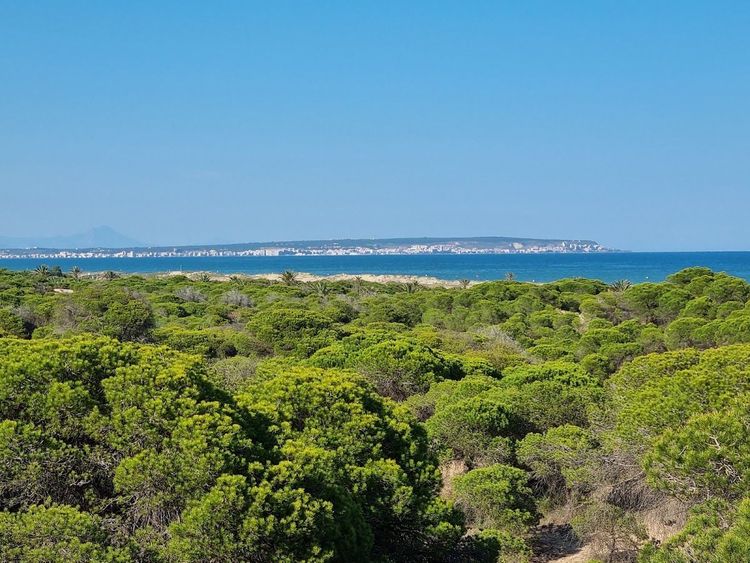 Guardamar Dunes