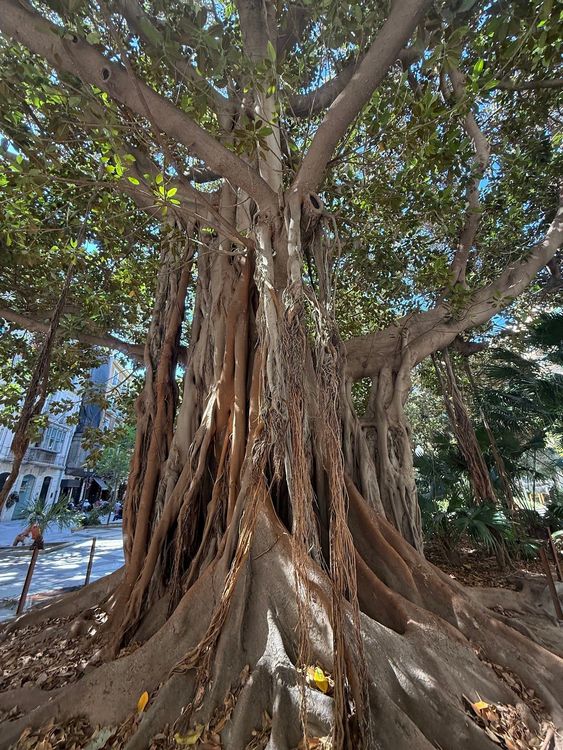 Higuera de Bahía Moreton (Ficus macrophylla)