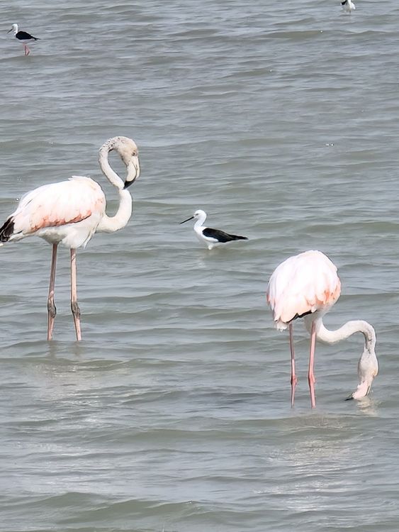 Observatorio de Aves