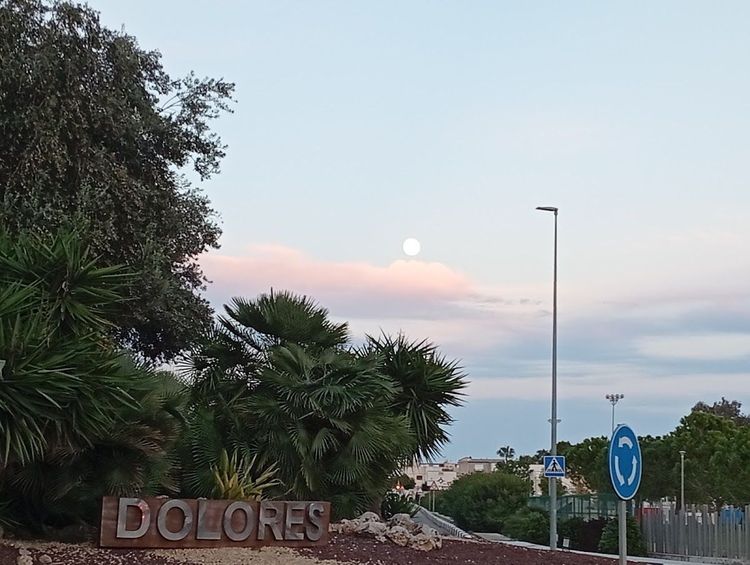 Olivera gigante