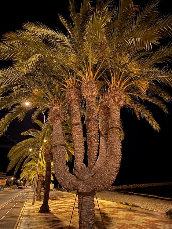 Palmera de los cinco brazos