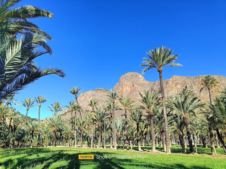 Palmeral de Orihuela
