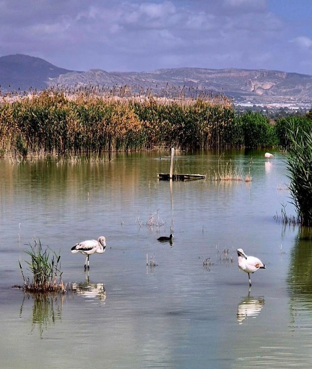 Parque Natural El Hondo, Puerta Norte