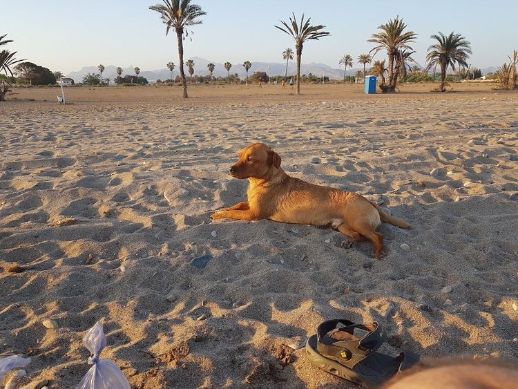 Playa Canina - Playa de Las Moreras