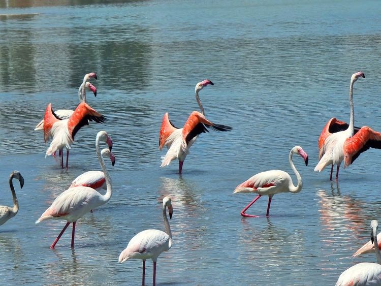 Salines de Calp