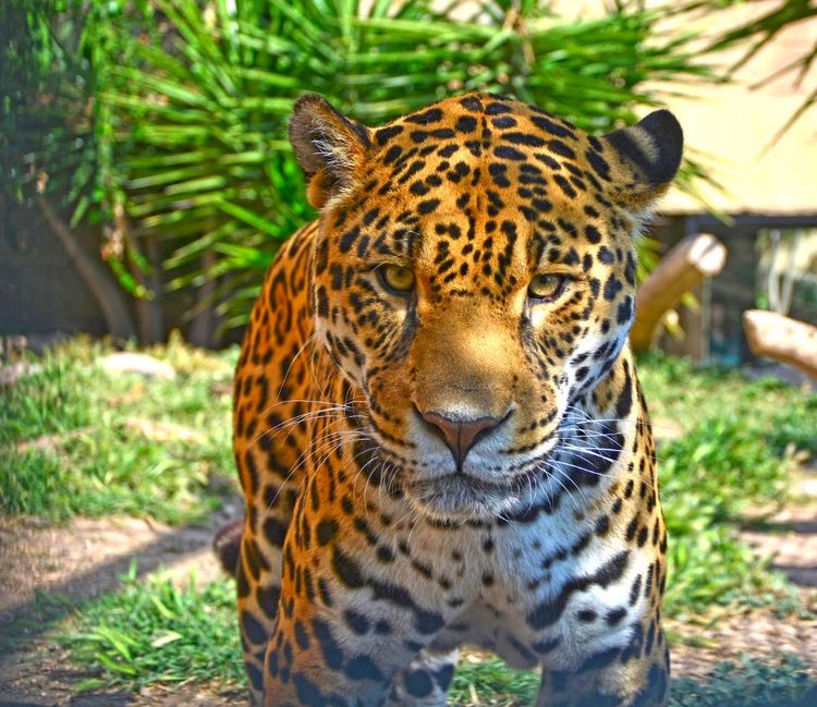 Terra Natura