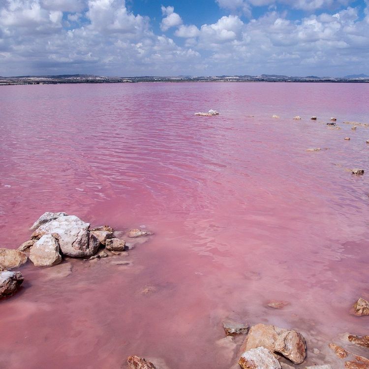 The Pink Lake Of Torrevieja