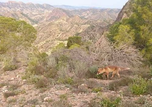 Wild Child Costa Blanca